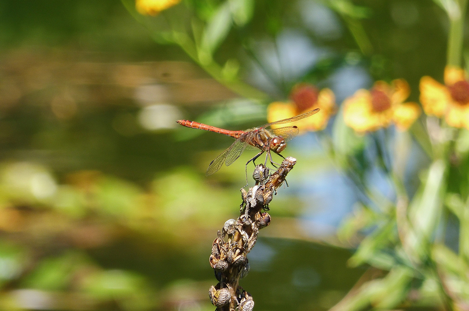 Libelle in rot