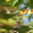 Libelle in rot