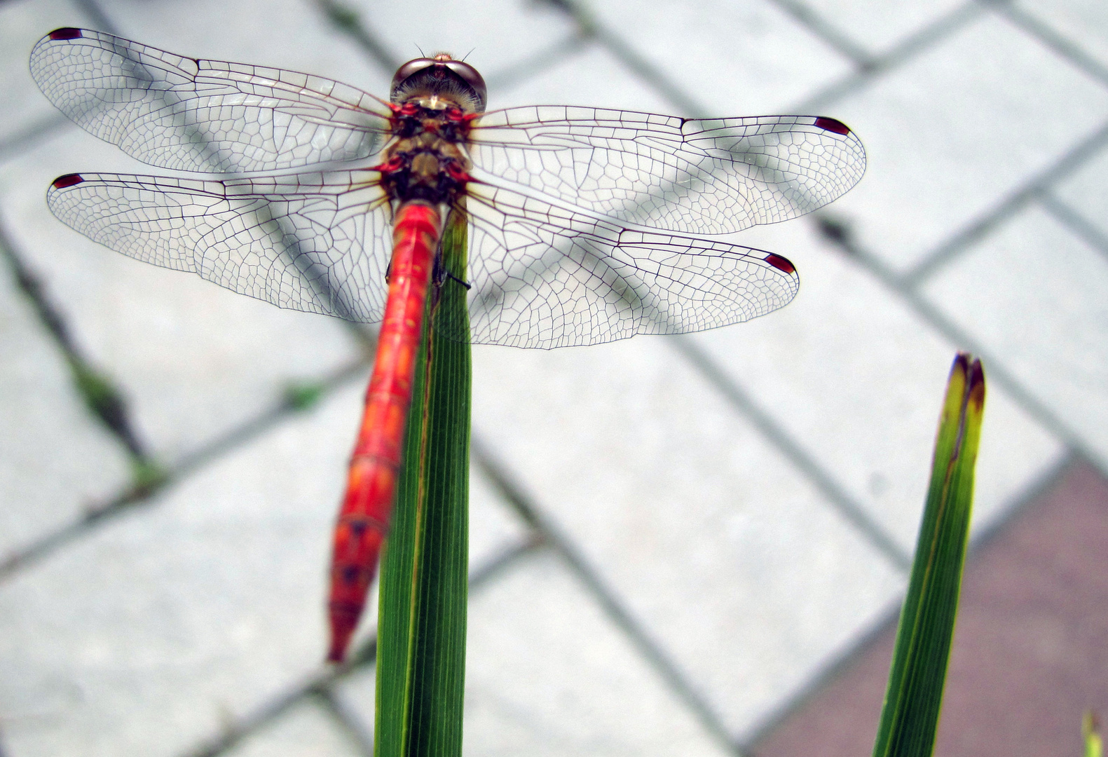 Libelle in Rot 2ter Versuch