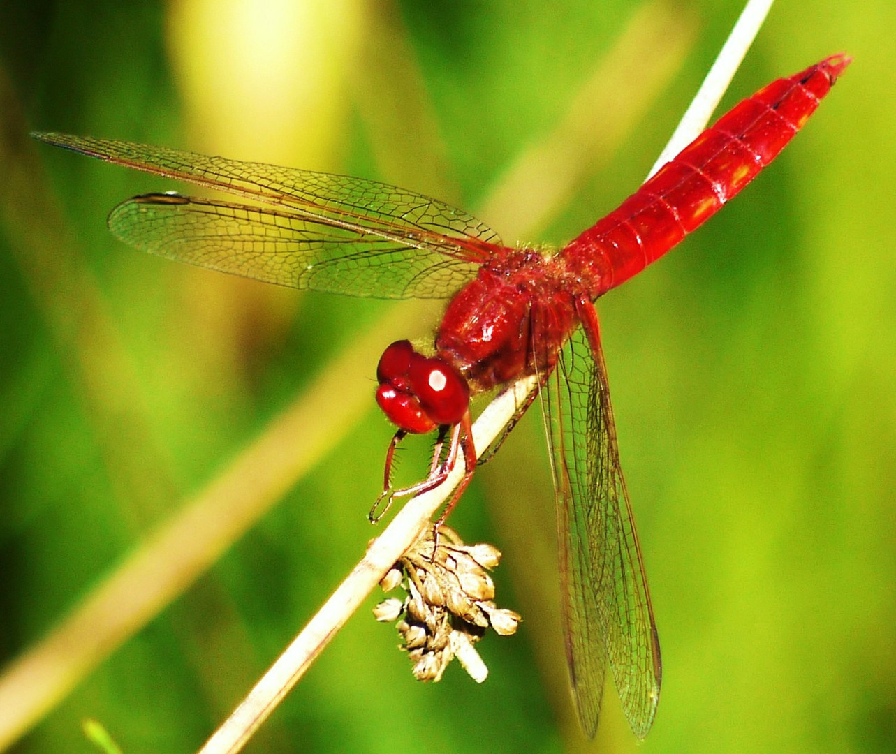 Libelle in Rot Foto & Bild | tiere, wildlife, libellen Bilder auf ...