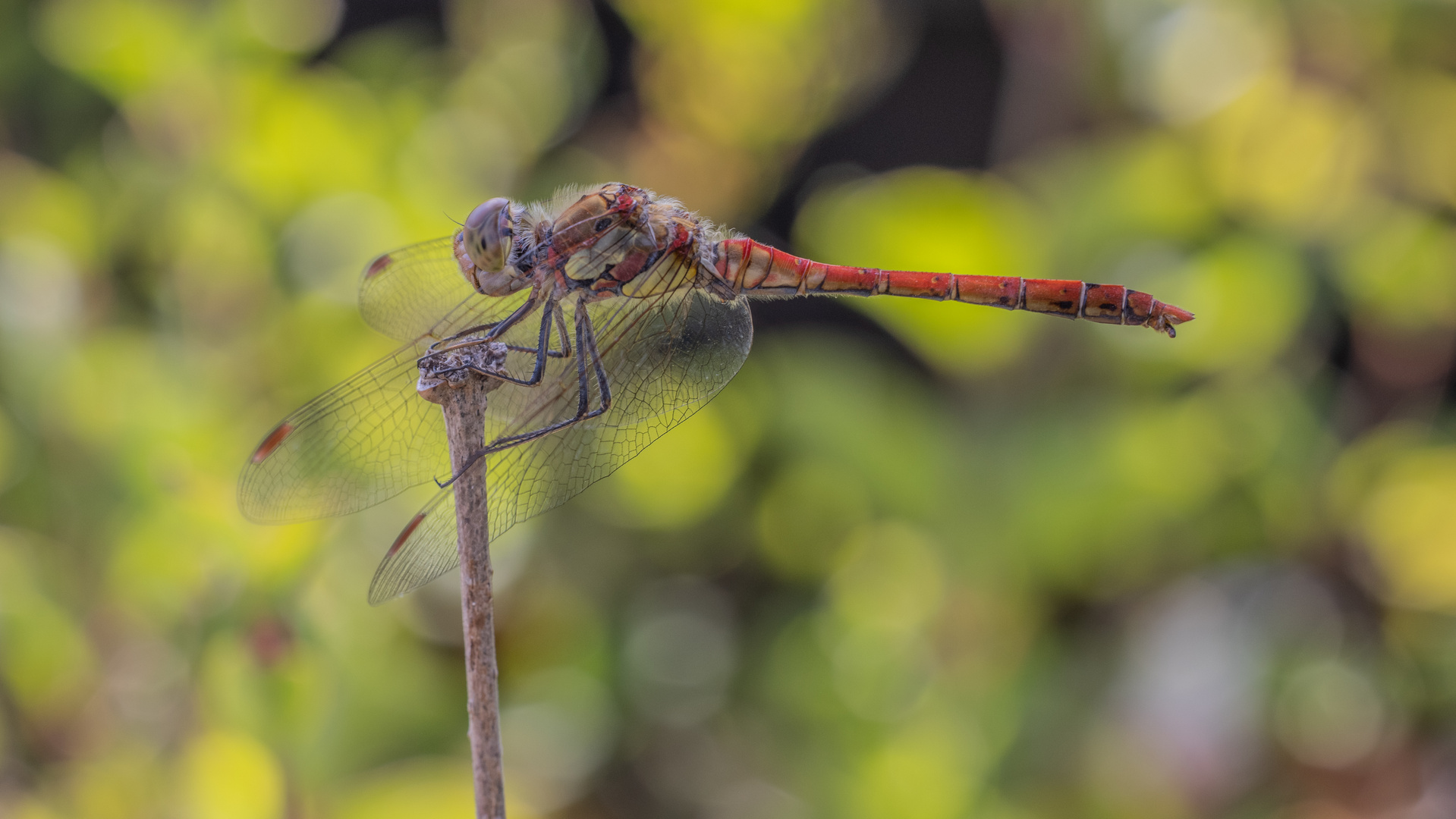 Libelle in rot