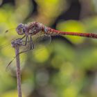 Libelle in rot