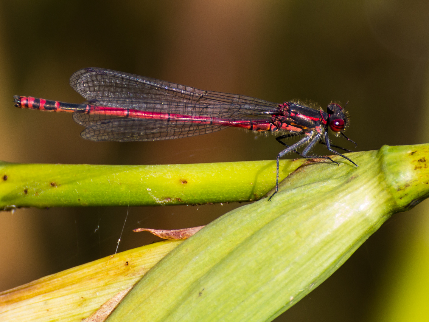 Libelle in Rot