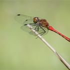 Libelle in Rot