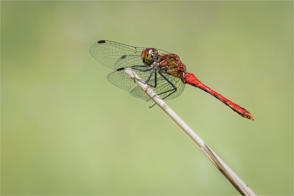 Libelle in Rot