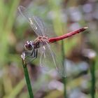 Libelle in rot