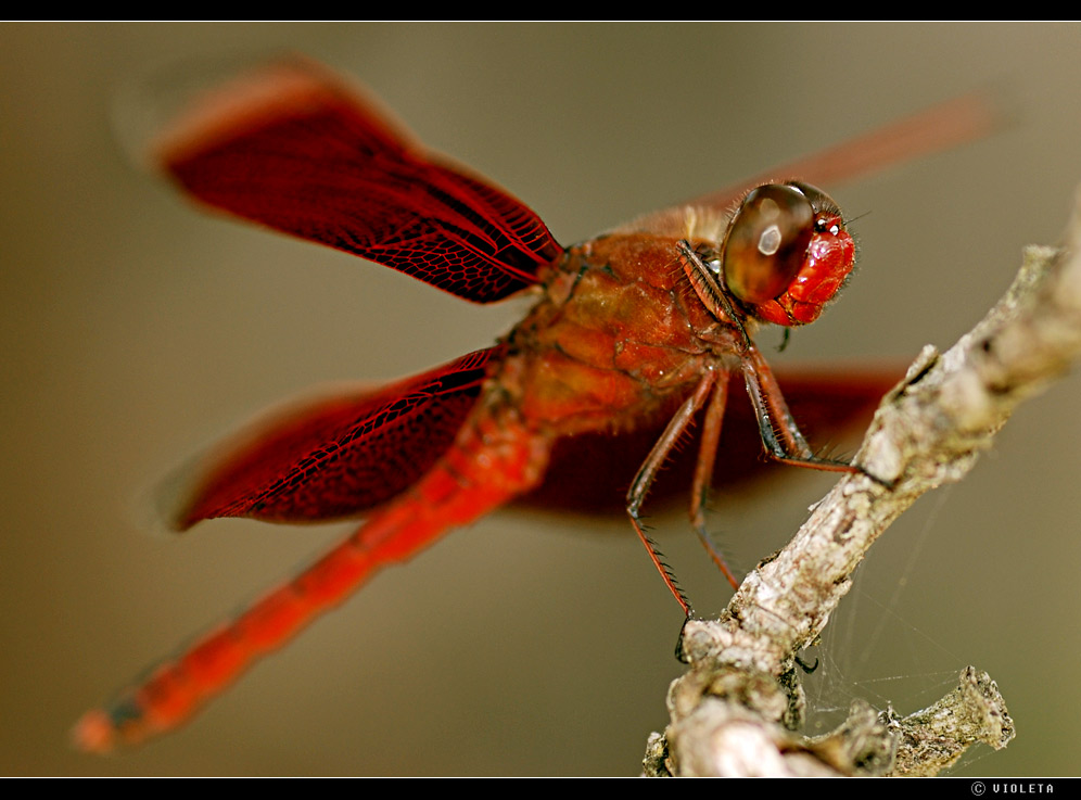 Libelle in Rot (I)