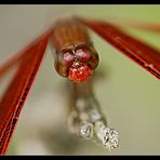 Libelle in Rot (II)