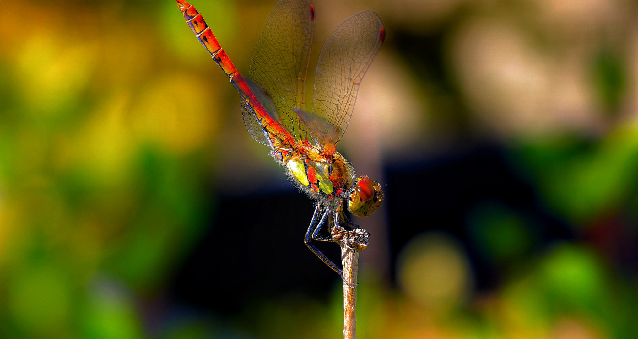 Libelle in rot mit Handstand