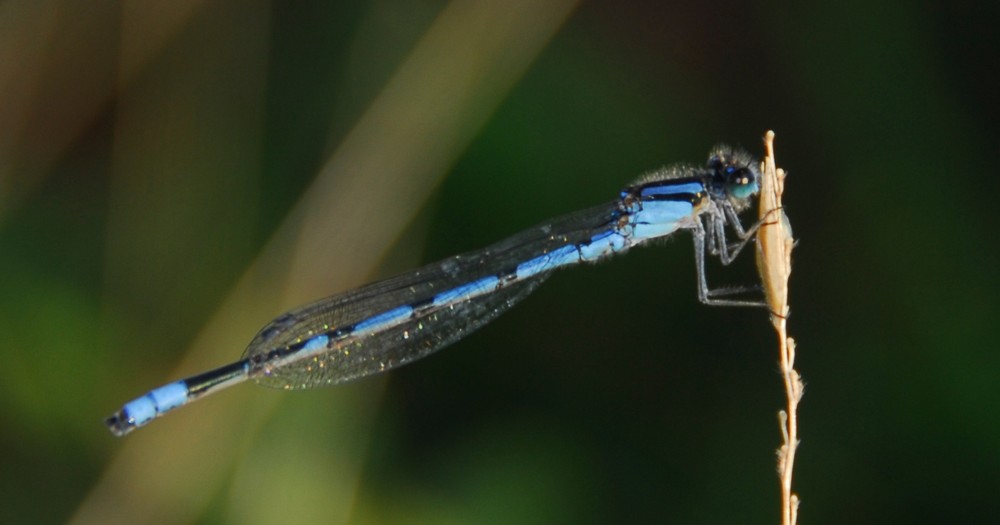 Libelle in Ruhepose