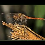 Libelle in Ruhestellung