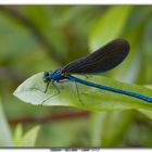 Libelle in Ruhestellung