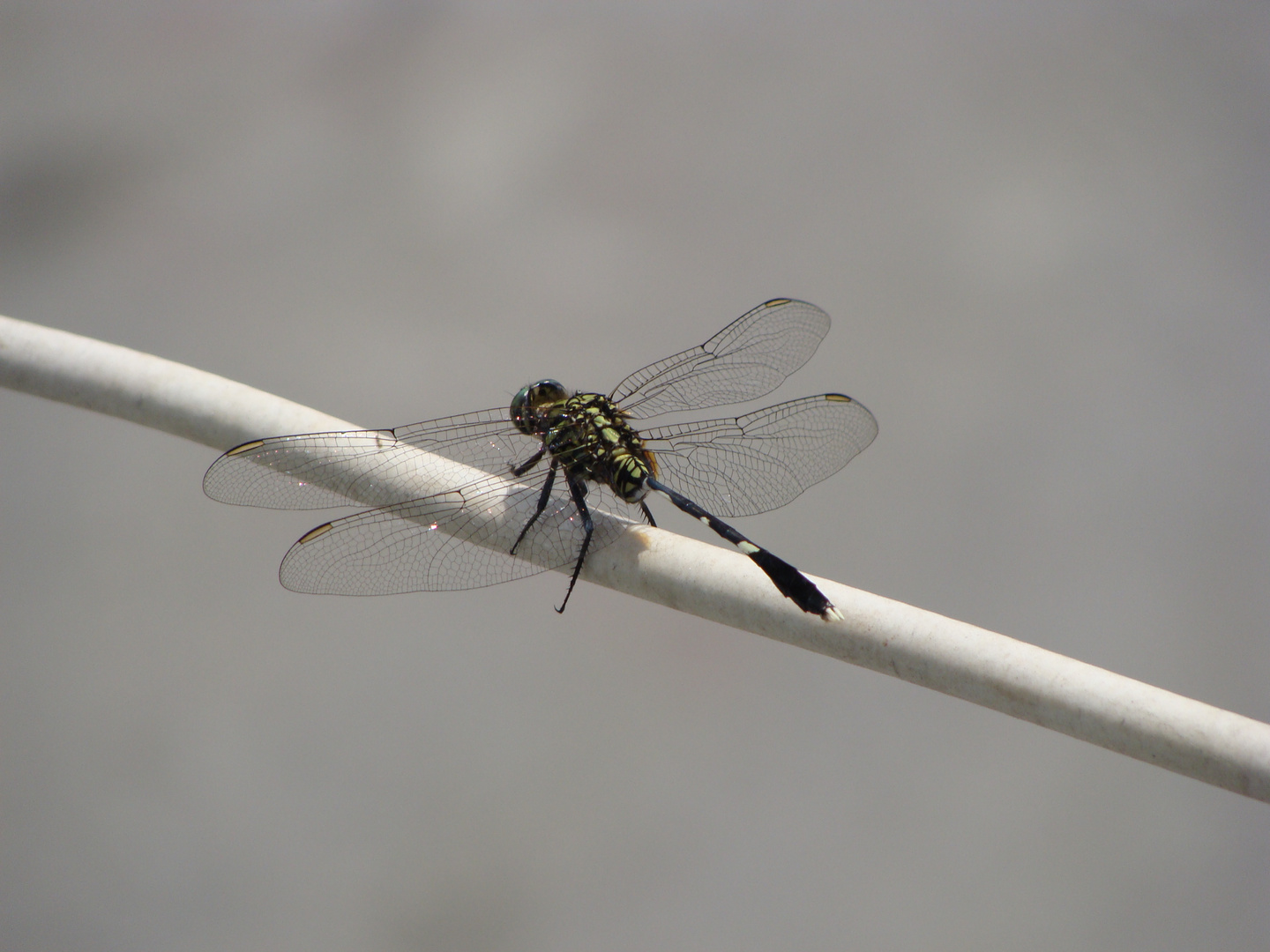 Libelle in Saigon