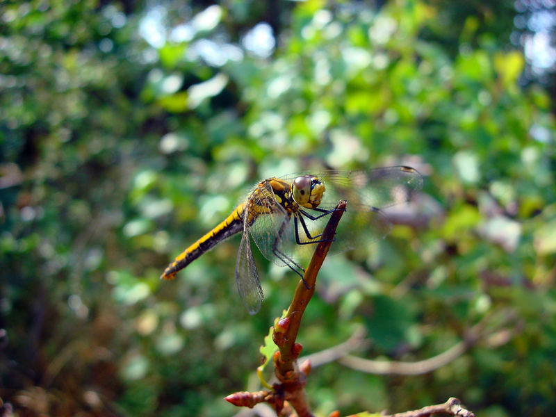 Libelle in Schweden