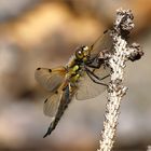 Libelle in Schweden