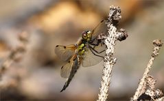 Libelle in Schweden