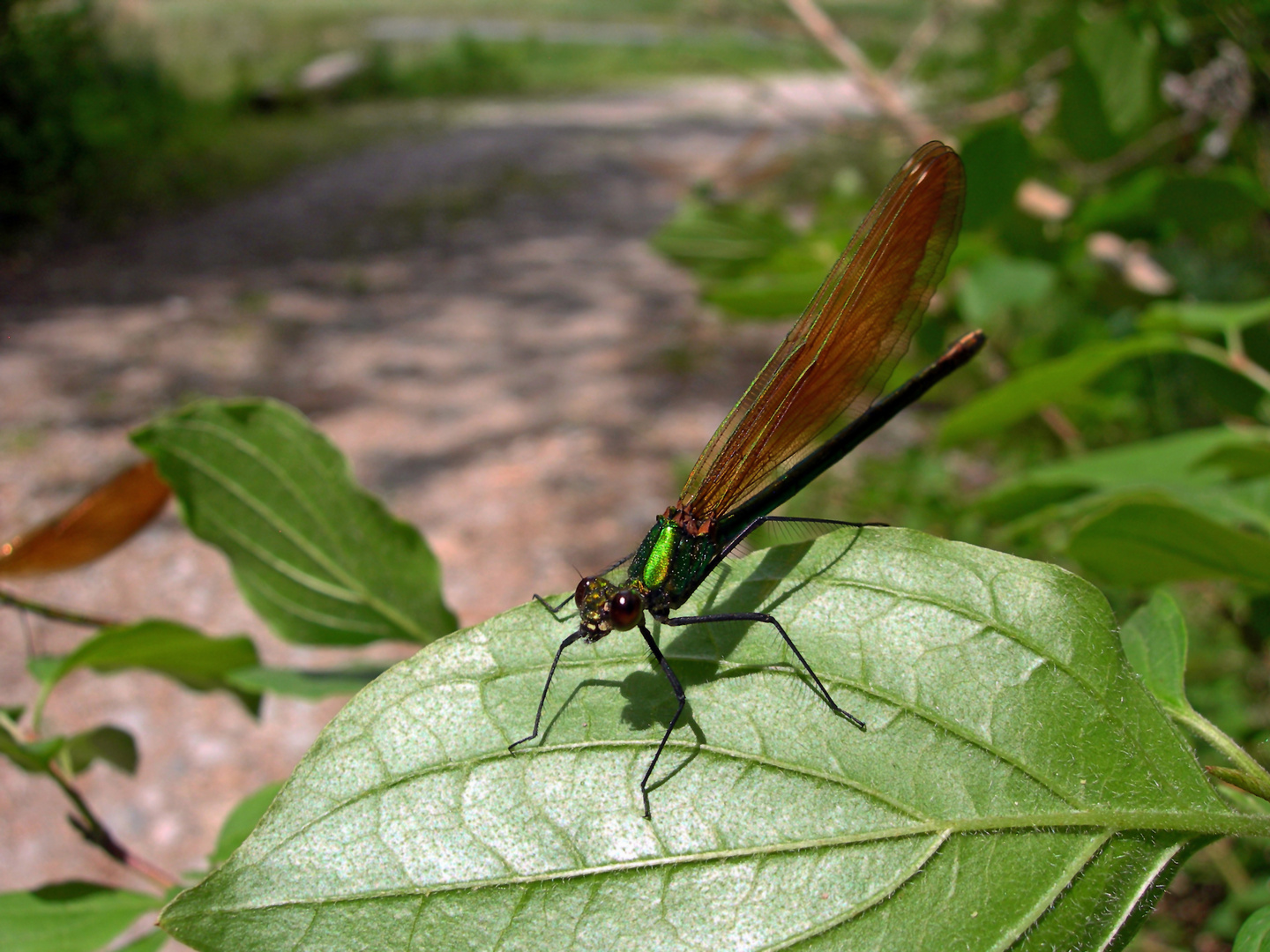 Libelle in Sion an einem Teich