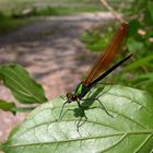 Libelle in Sion an einem Teich