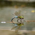 Libelle in Spanien