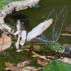 Libelle in Südfrankreich 