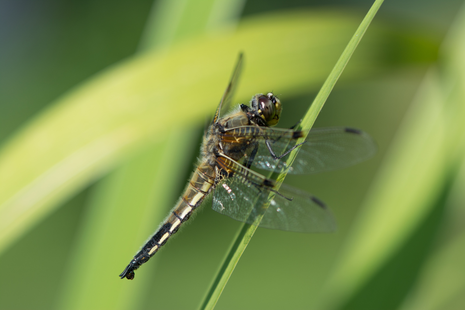 Libelle in Südtirol