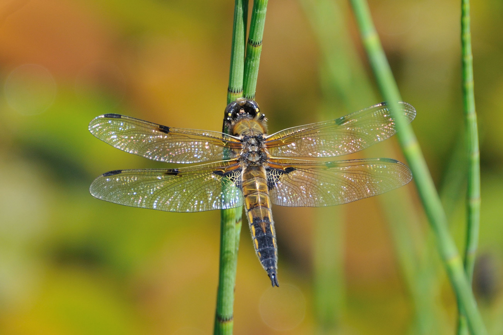 Libelle in Tarnfarbe