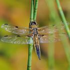 Libelle in Tarnfarbe