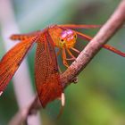 Libelle in Thailand