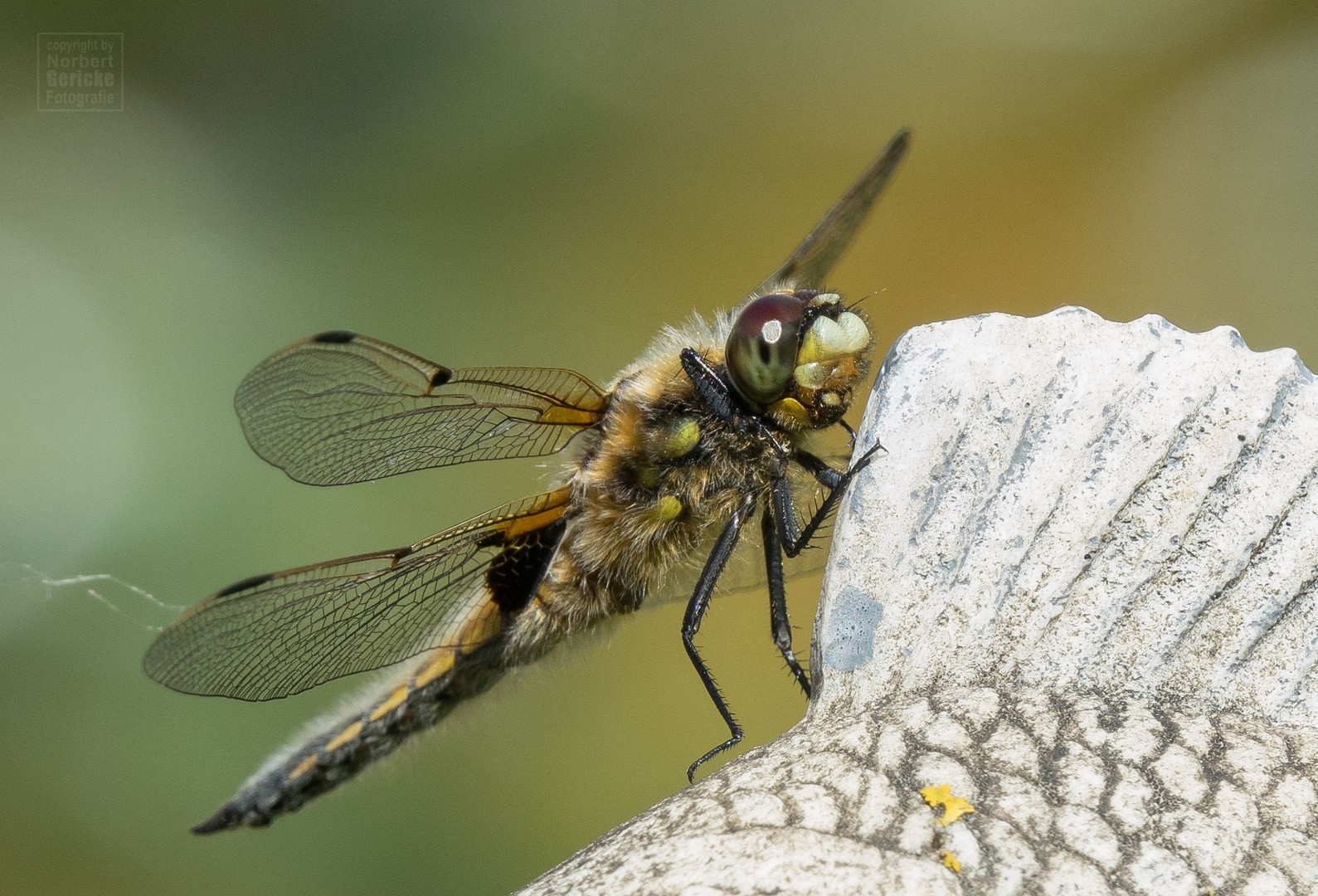 Libelle in unserem Garten