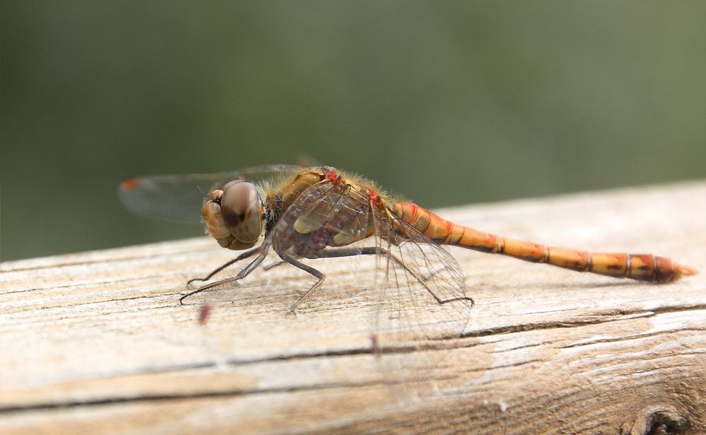 Libelle in unserem Garten