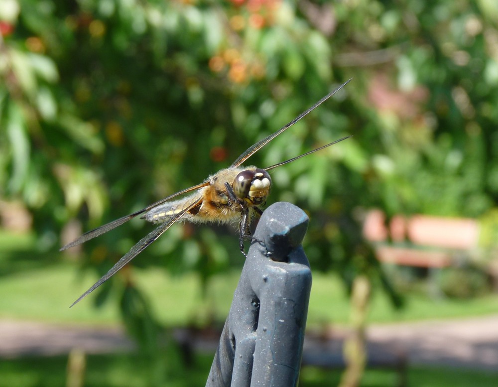 Libelle in unserem Garten