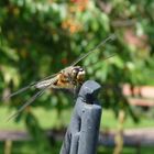 Libelle in unserem Garten