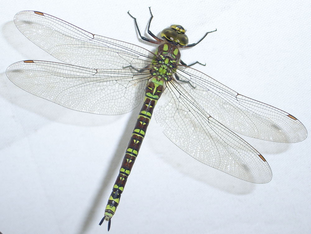 Libelle in unserem Pavillion verirrt (1) Foto & Bild ...