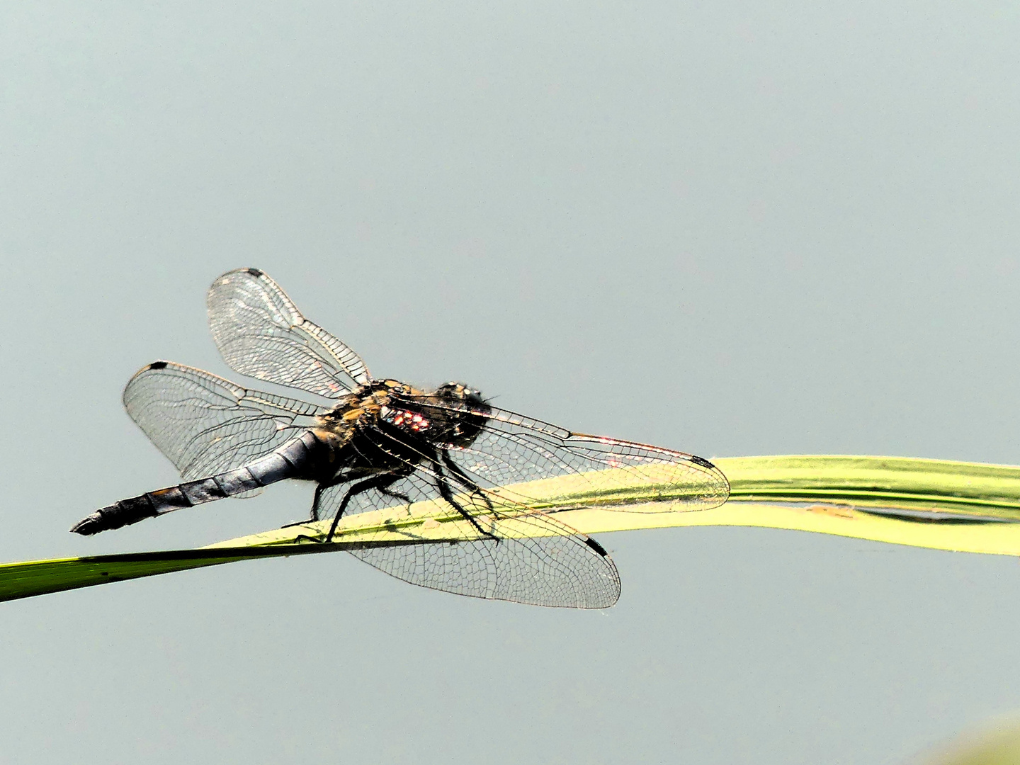 Libelle in Warteposition