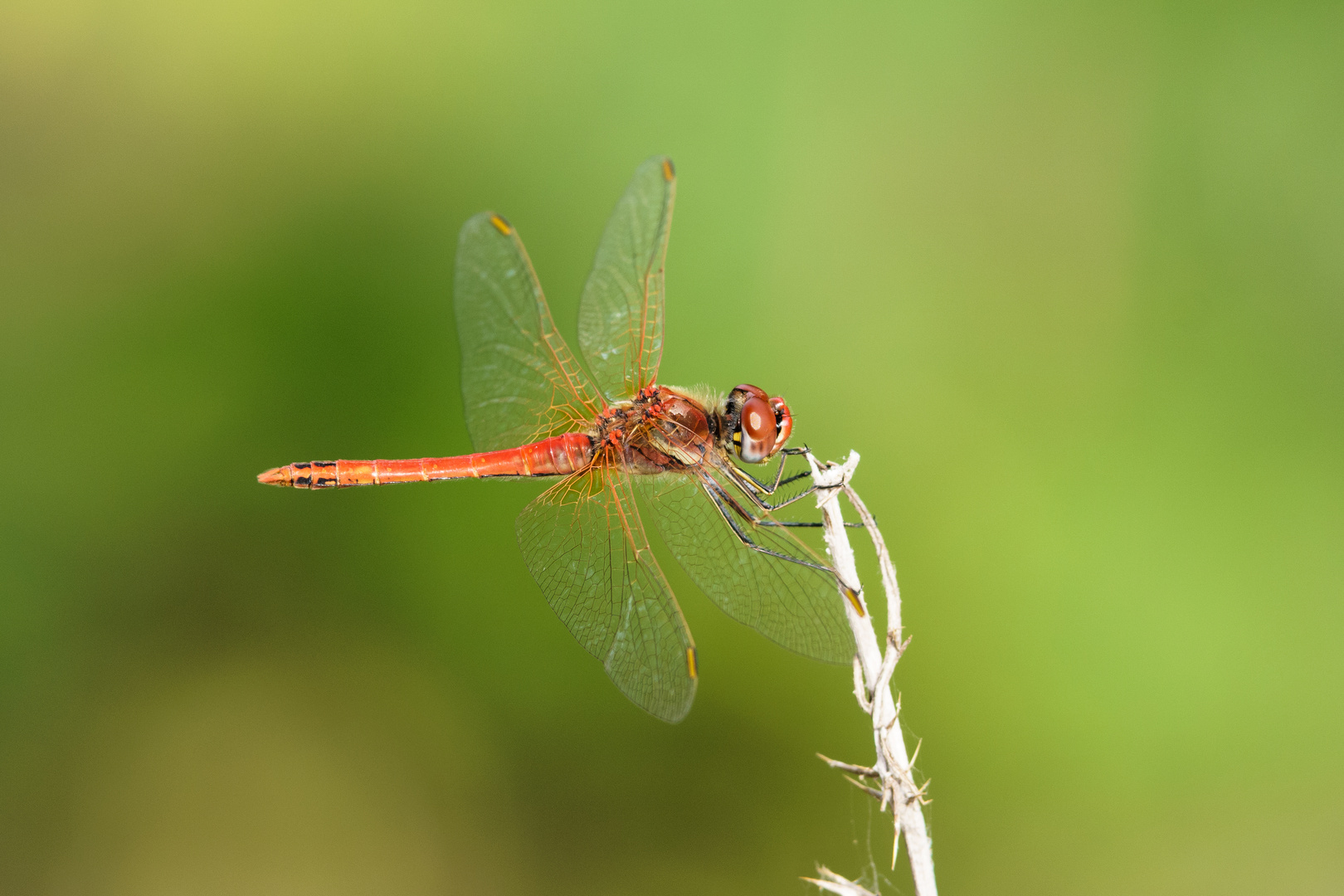 Libelle in Zakynthos Griechenland