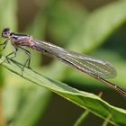 Libelle in zartem Rosa