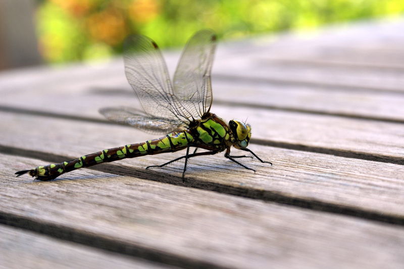 Libelle ist gelandet