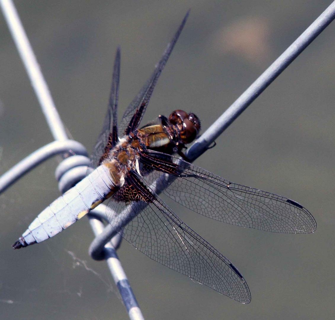 Libelle ist gerade gelandet