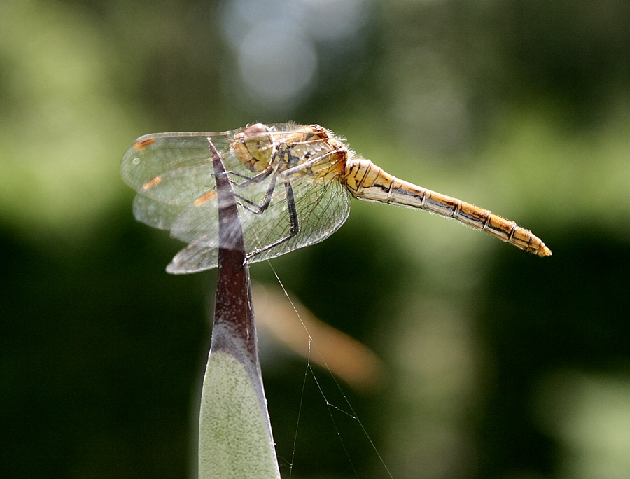 Libelle IV