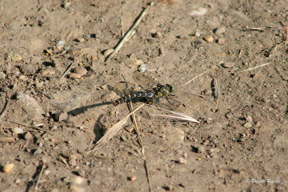 Libelle IV