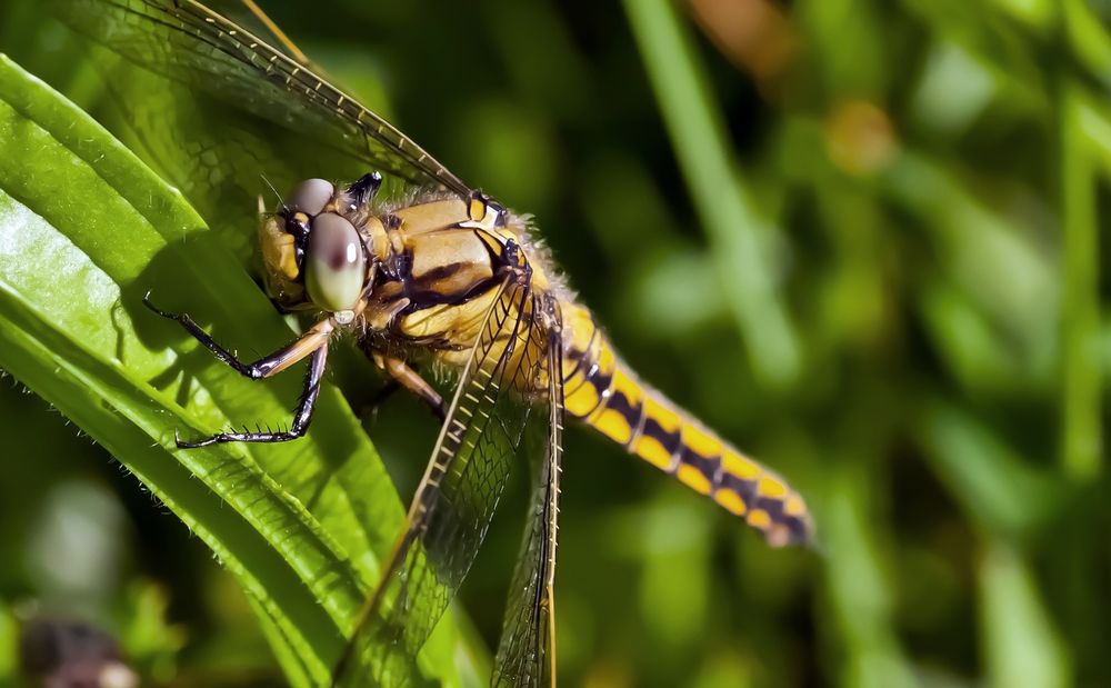 Libelle ja , aber welche ?