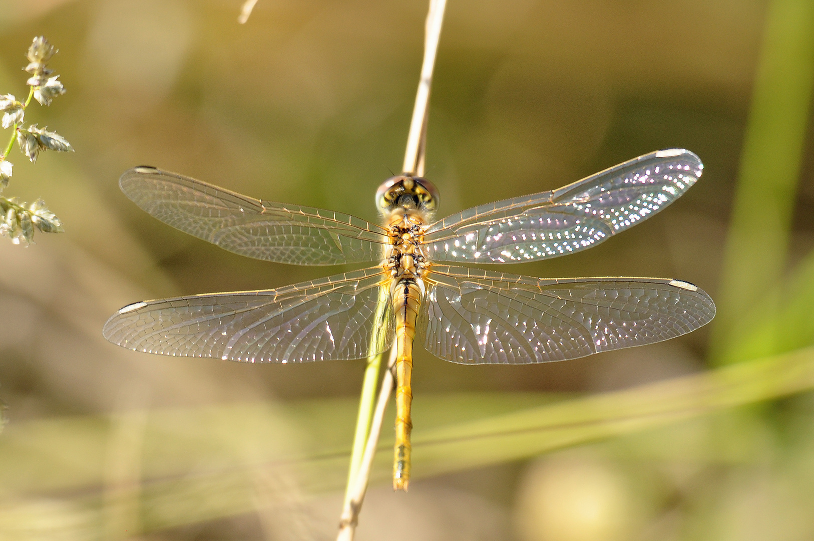 Libelle - Kalahari (Namibia)