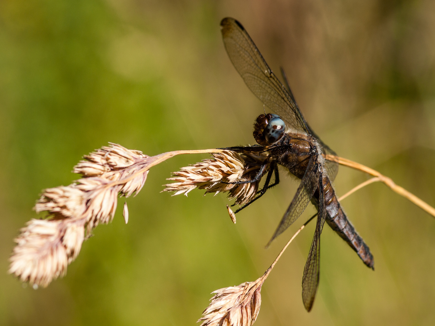 Libelle - Kleiner Blaupfeil