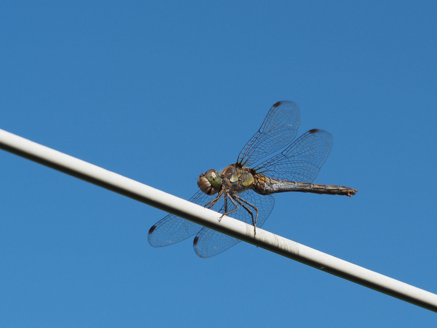 Libelle  "Kleiner Blaupfeil" (Orthetrum coerulescens)