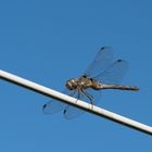 Libelle  "Kleiner Blaupfeil" (Orthetrum coerulescens)