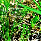 Libelle, Kleiner Blaupfeil Weibchen (Orthetrum coerulescens)