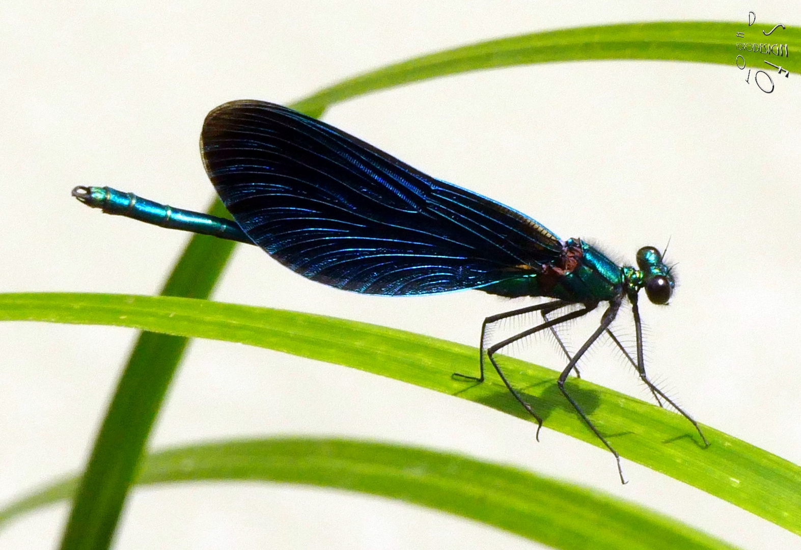 Libelle Königsbrunner Heide