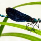 Libelle Königsbrunner Heide