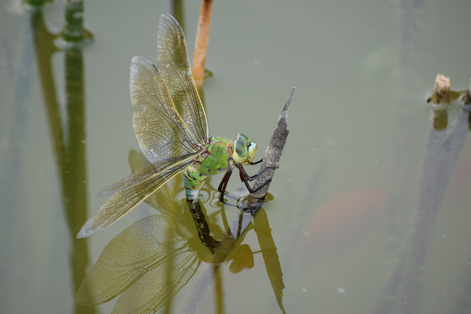 Libelle Königslibelle Eierlegend