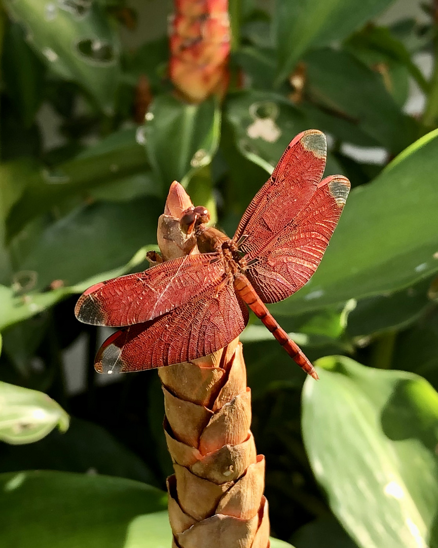 Libelle Koh Chang 